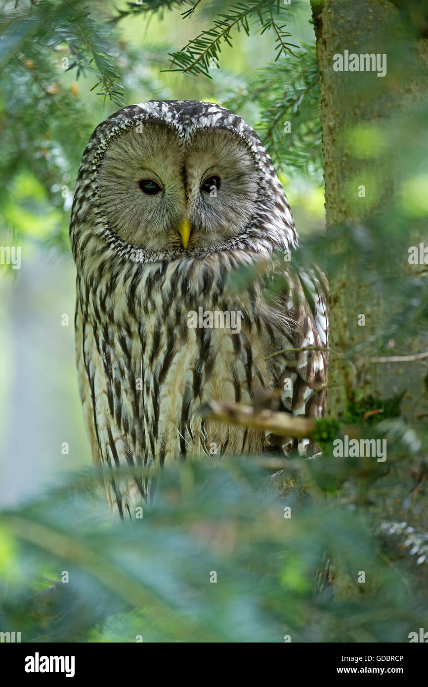 Ural allocco (Strix uralensis), captive, Germania Foto Stock