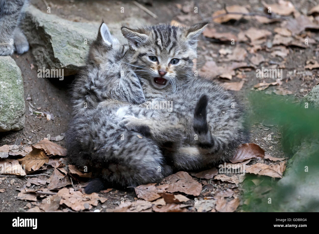 Comune gatto selvatico (Felis silvestris), un gattino, prigionieri Nationalpark Foto Stock