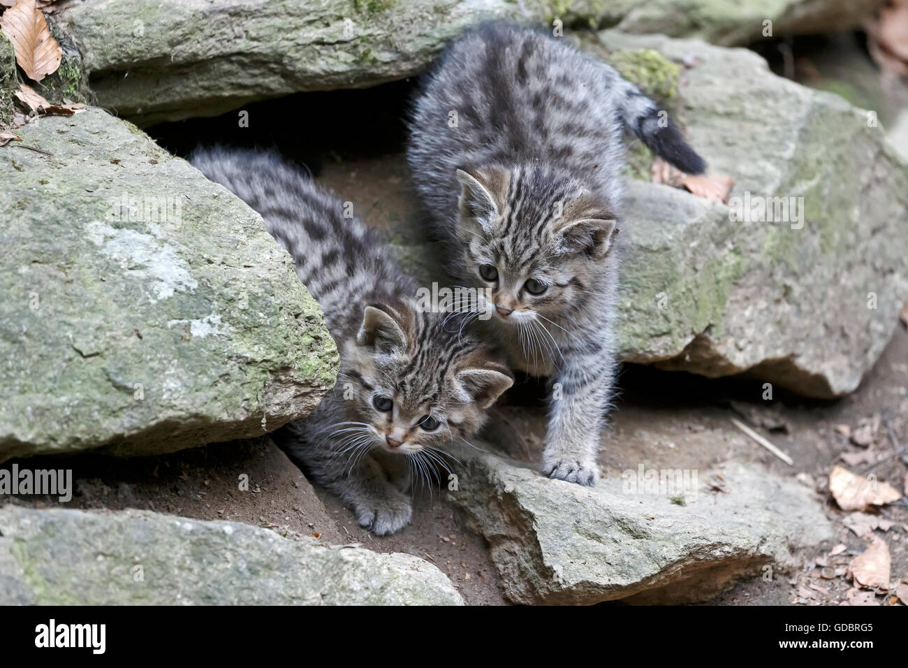 Comune gatto selvatico (Felis silvestris), un gattino, prigionieri Nationalpark Foto Stock