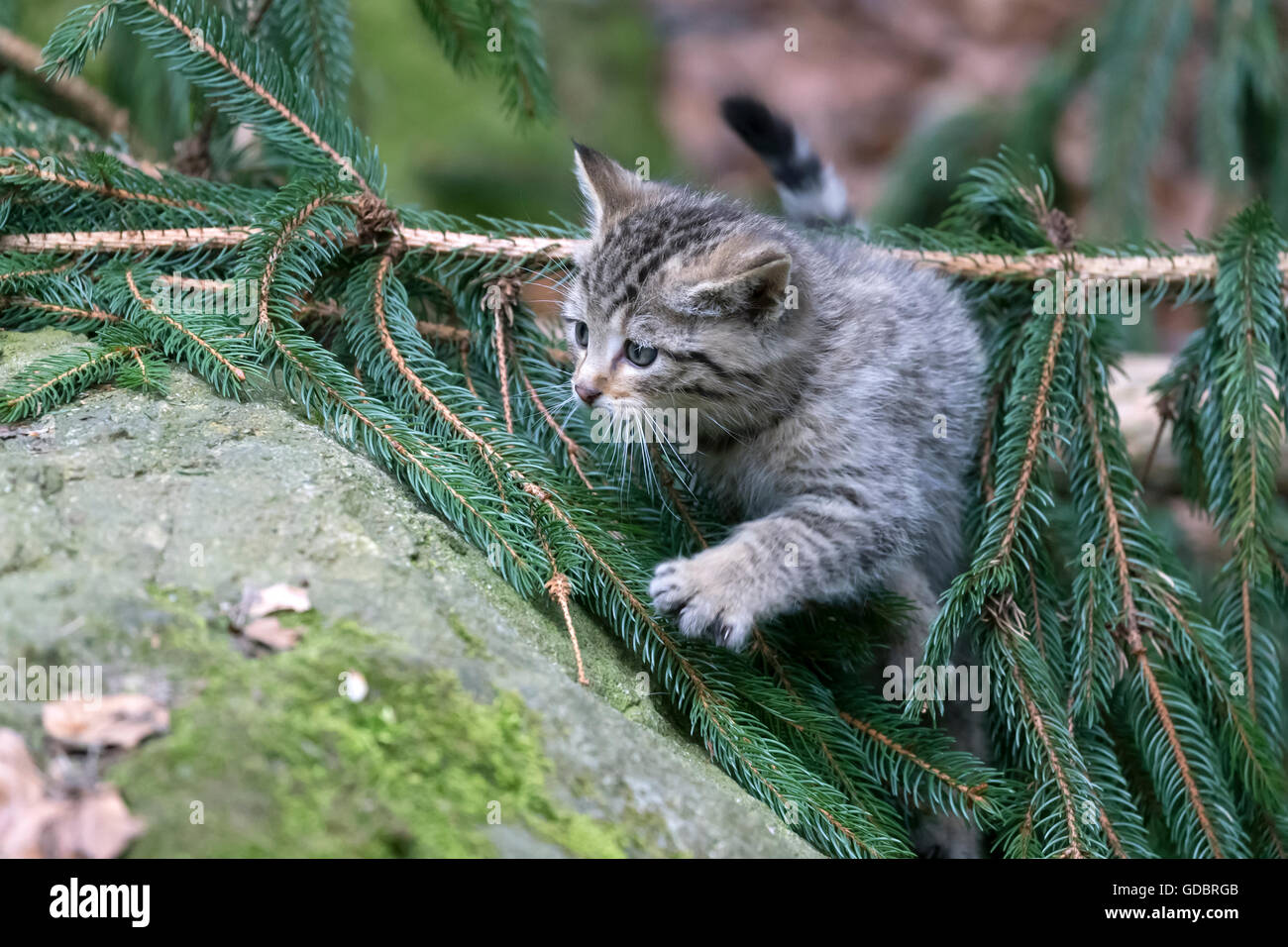 Comune gatto selvatico (Felis silvestris), un gattino, prigionieri Nationalpark Foto Stock