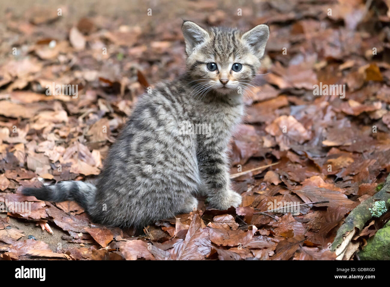 Comune gatto selvatico (Felis silvestris), un gattino, prigionieri Nationalpark Foto Stock