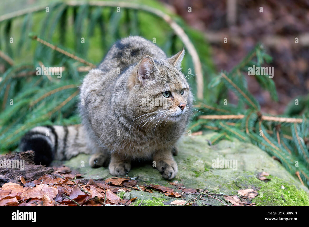 Comune gatto selvatico (Felis silvestris), prigionieri Nationalpark Foto Stock