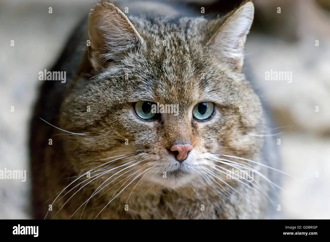 Comune gatto selvatico (Felis silvestris), prigionieri Nationalpark Foto Stock