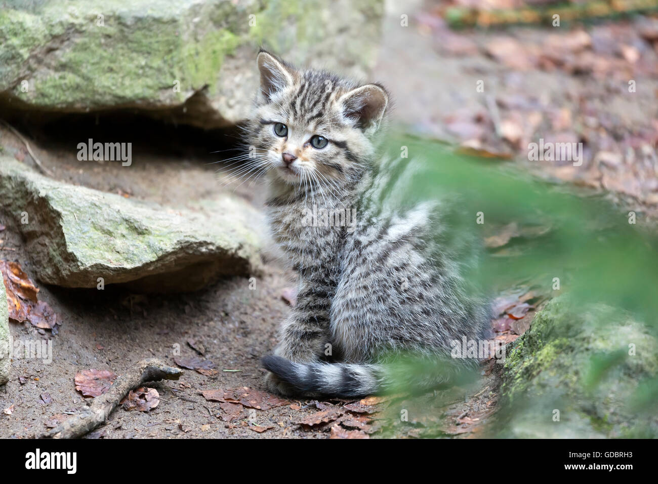 Comune gatto selvatico (Felis silvestris), un gattino, prigionieri Nationalpark Foto Stock