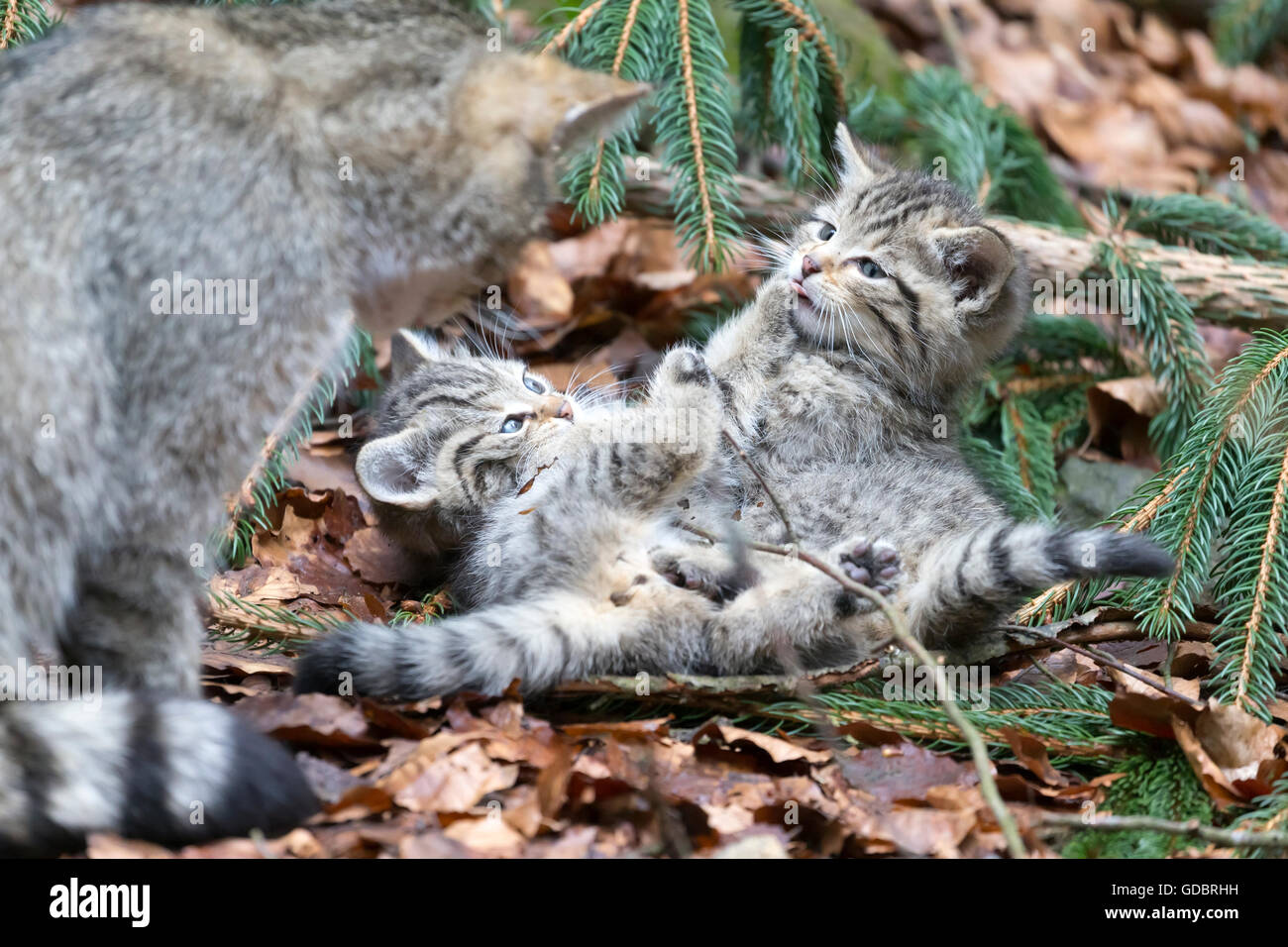 Comune gatto selvatico (Felis silvestris), un gattino, prigionieri Nationalpark Foto Stock