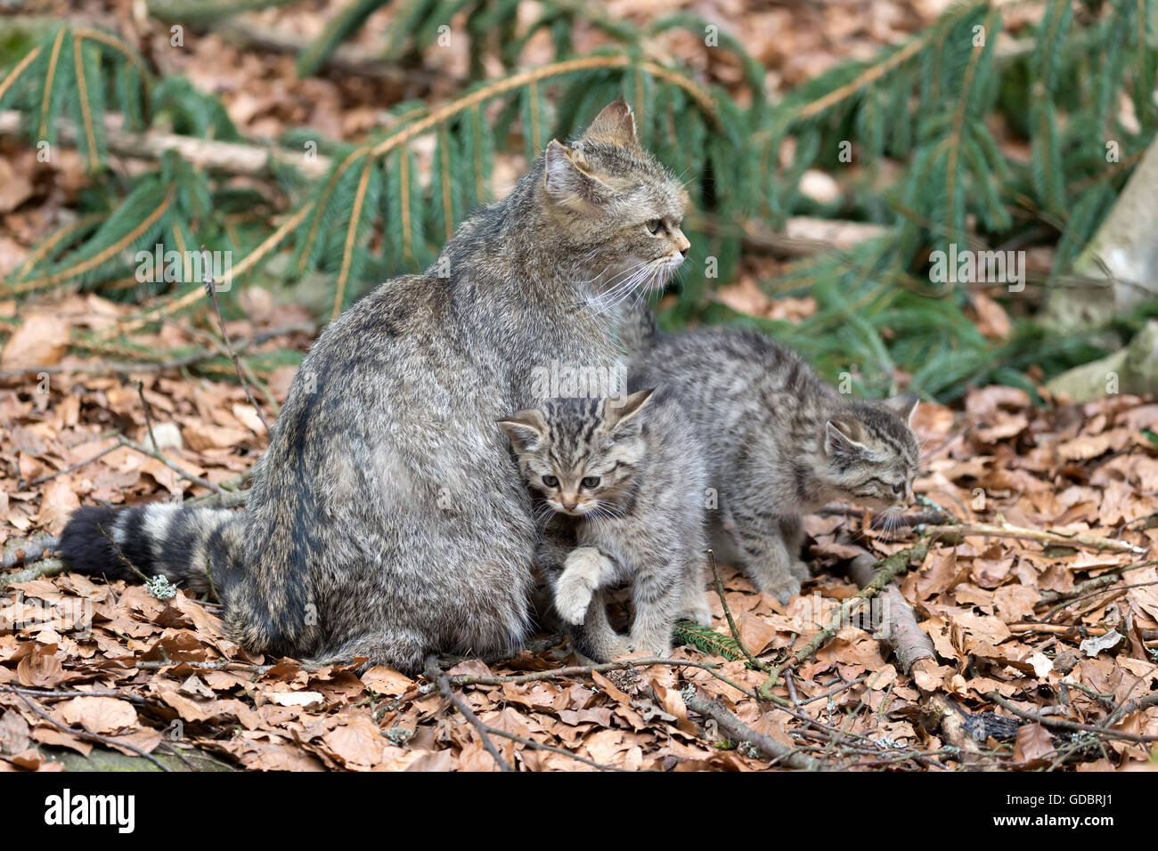 Comune gatto selvatico (Felis silvestris), un gattino, prigionieri Nationalpark Foto Stock