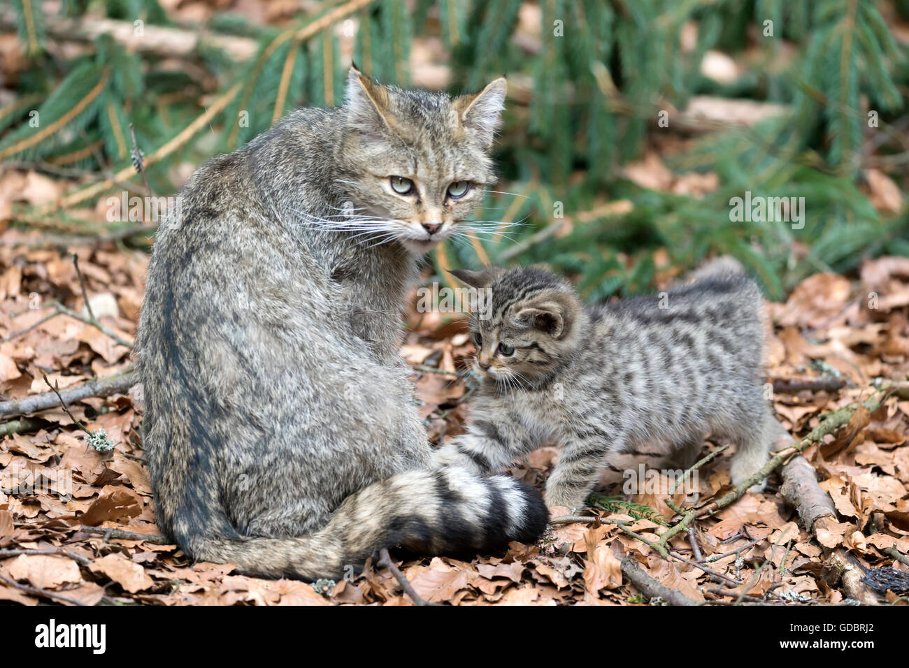 Comune gatto selvatico (Felis silvestris), un gattino, prigionieri Nationalpark Foto Stock