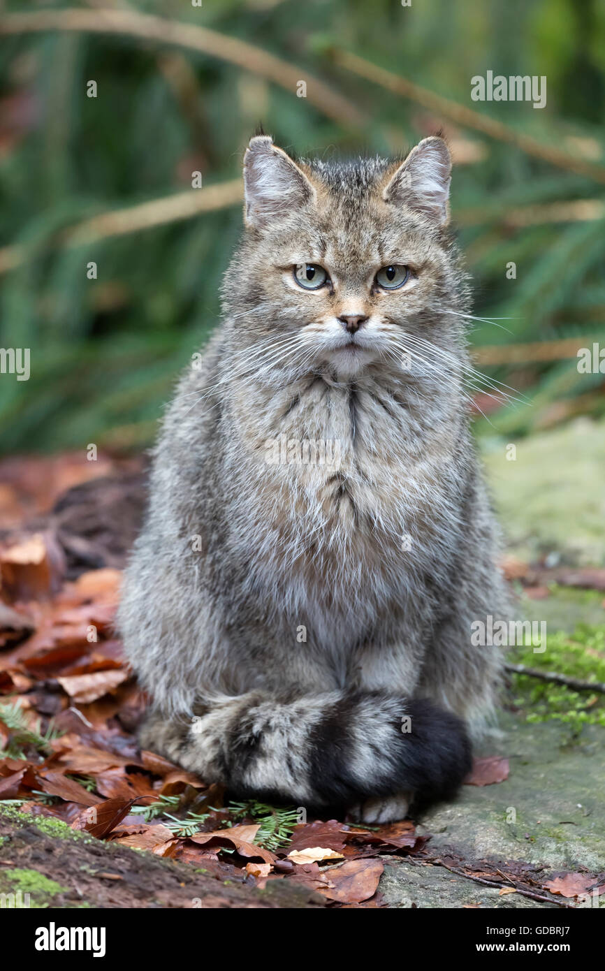 Comune gatto selvatico (Felis silvestris), prigionieri Nationalpark Foto Stock