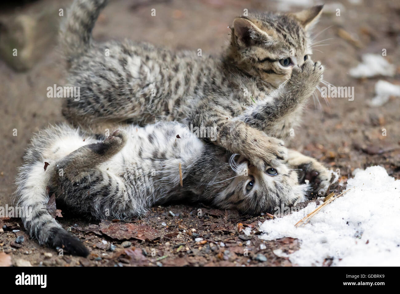 Comune gatto selvatico (Felis silvestris), un gattino, prigionieri Nationalpark Foto Stock