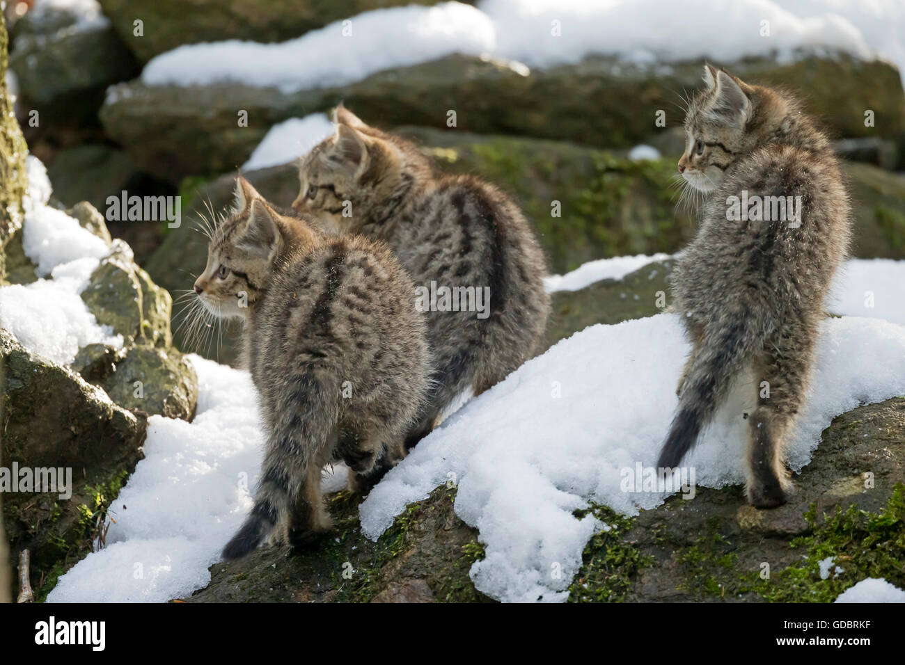 Comune gatto selvatico (Felis silvestris), un gattino, prigionieri Nationalpark Foto Stock