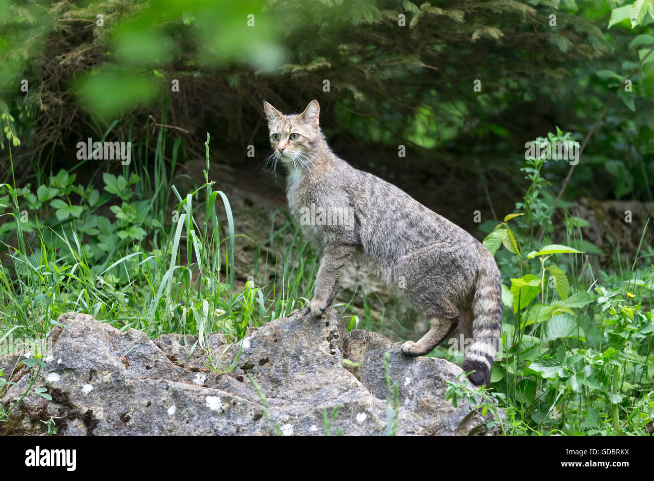 Comune gatto selvatico (Felis silvestris), prigionieri Nationalpark Foto Stock
