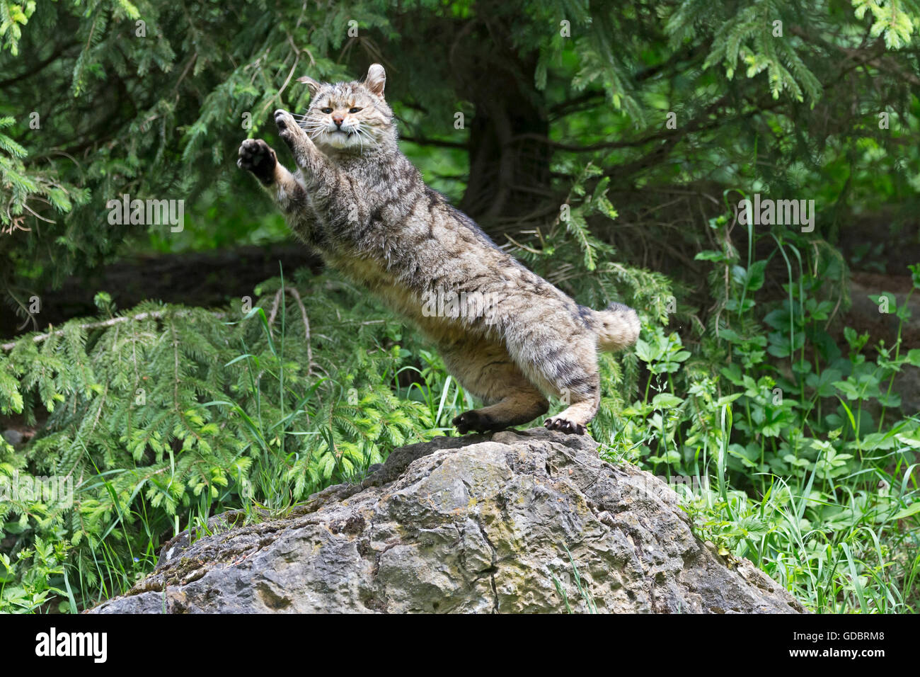 Comune gatto selvatico (Felis silvestris), prigionieri Nationalpark Foto Stock