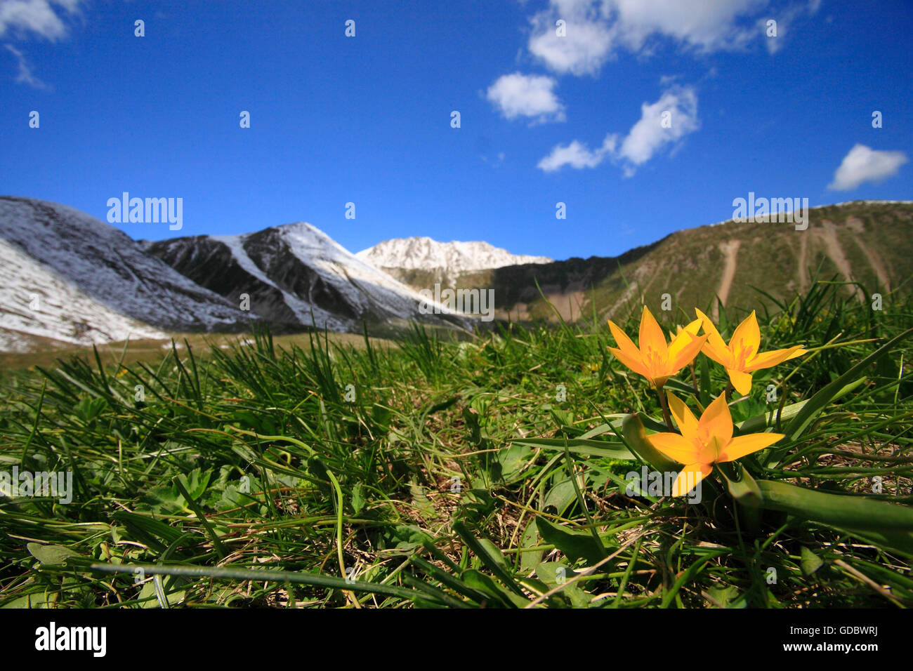 Tulipano selvatico, Tien Shan montagne, Kazakistan / (Tulipa sylvestris) / Tian Shan Montagne Foto Stock