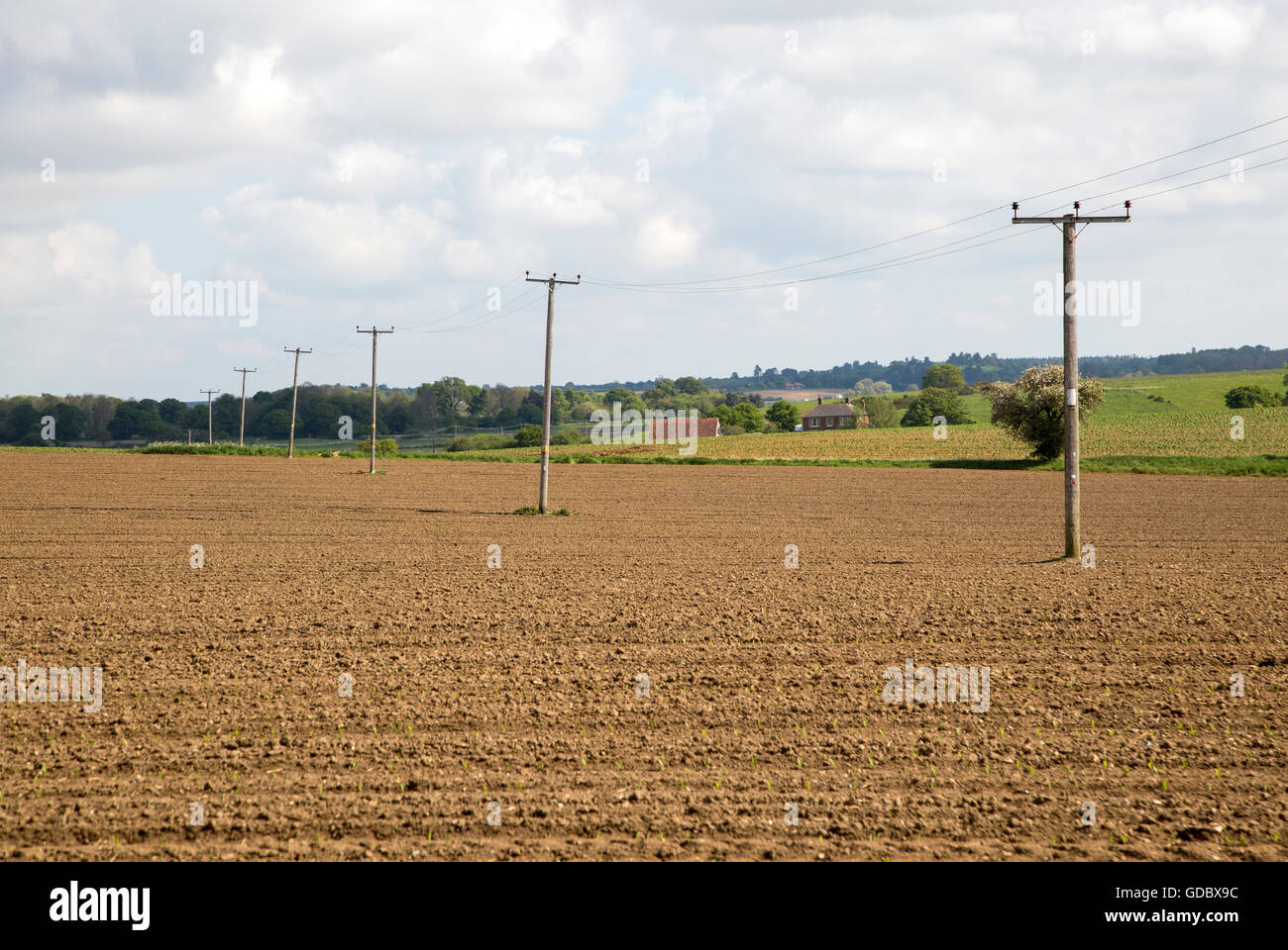 Pali telefonici che trasportano le linee elettriche su tutto il campo Butley, Suffolk, Inghilterra, Regno Unito Foto Stock