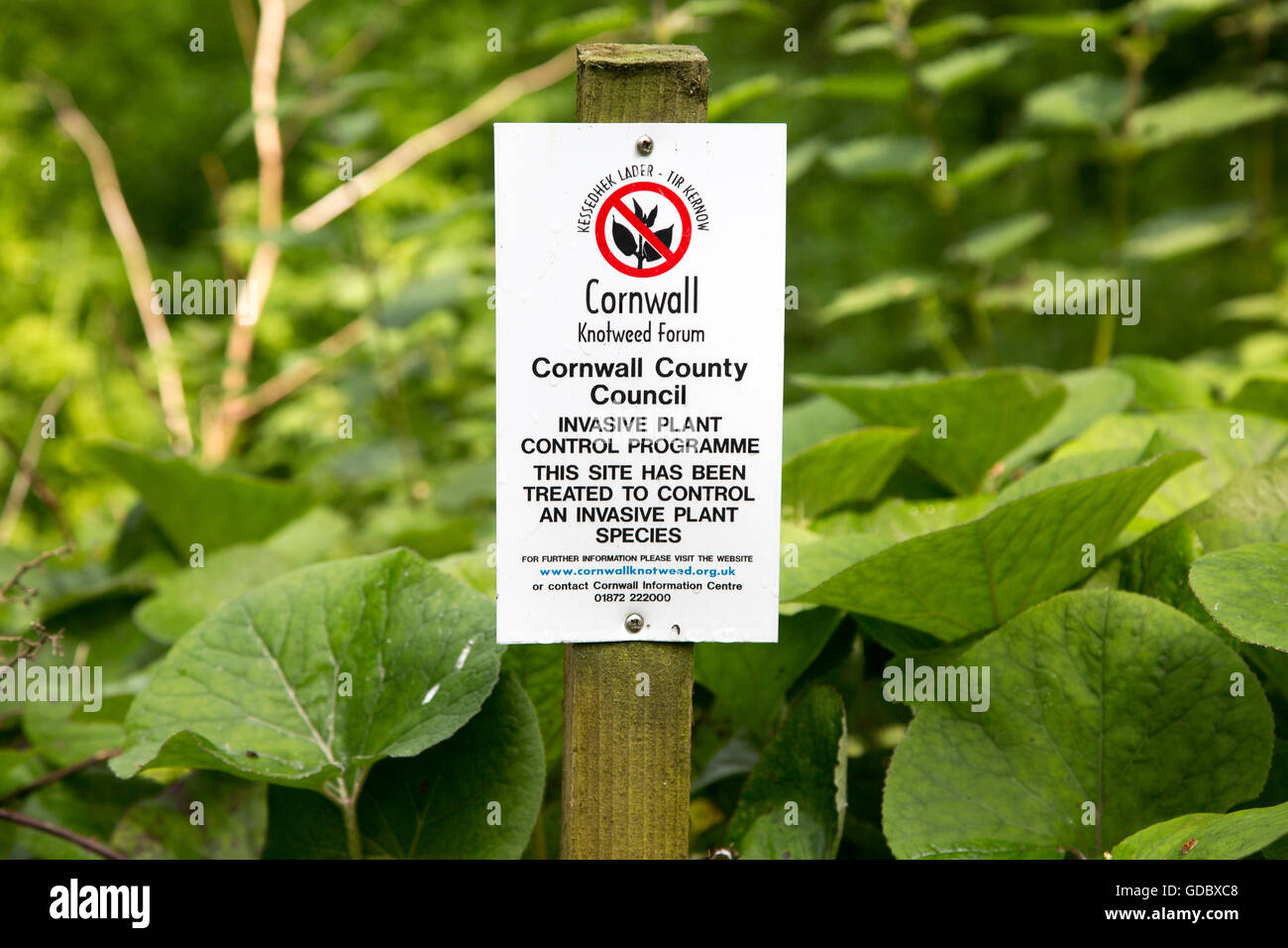 Pianta invasiva controllo di knotweed giapponese, Fallopia japonica, vicino a St Keverne, Cornwall, Regno Unito Foto Stock