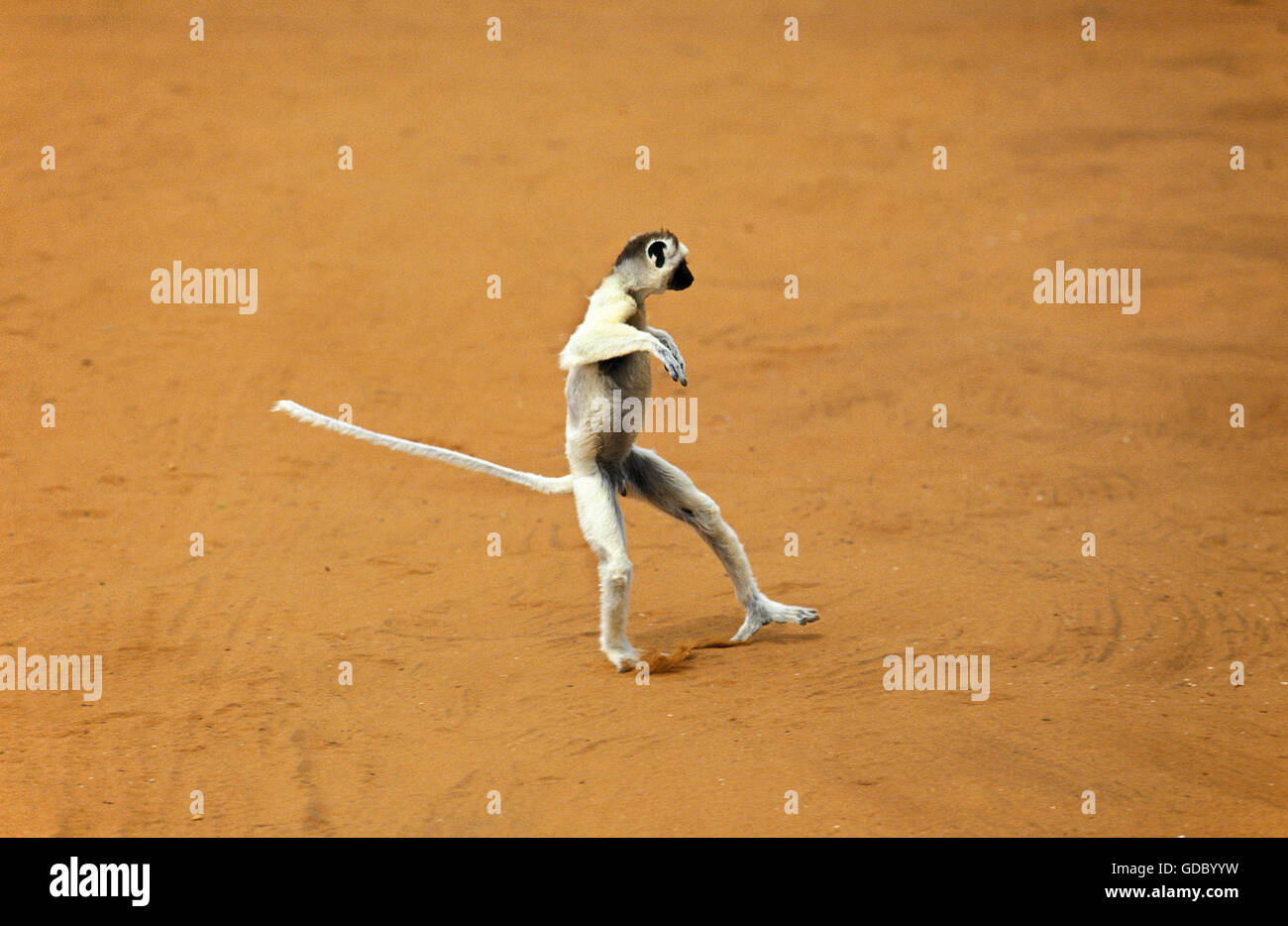 La Verreaux Sifaka, Propithecus verreauxi, salto per adulti attraverso terreno aperto, Berenty Riserva, Madagascar Foto Stock