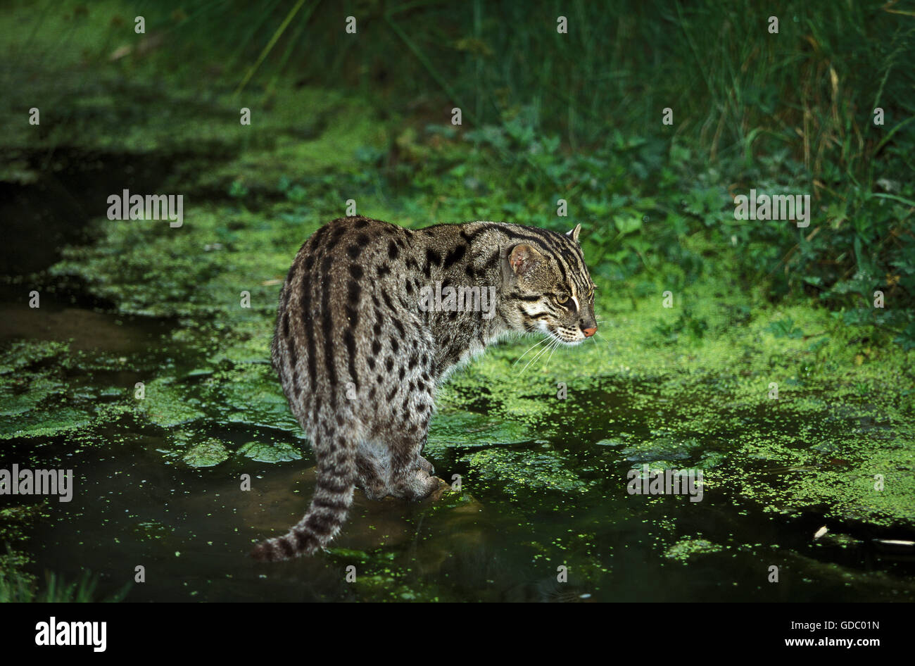 La pesca Cat, prionailurus viverrinus, adulto in acqua Foto Stock