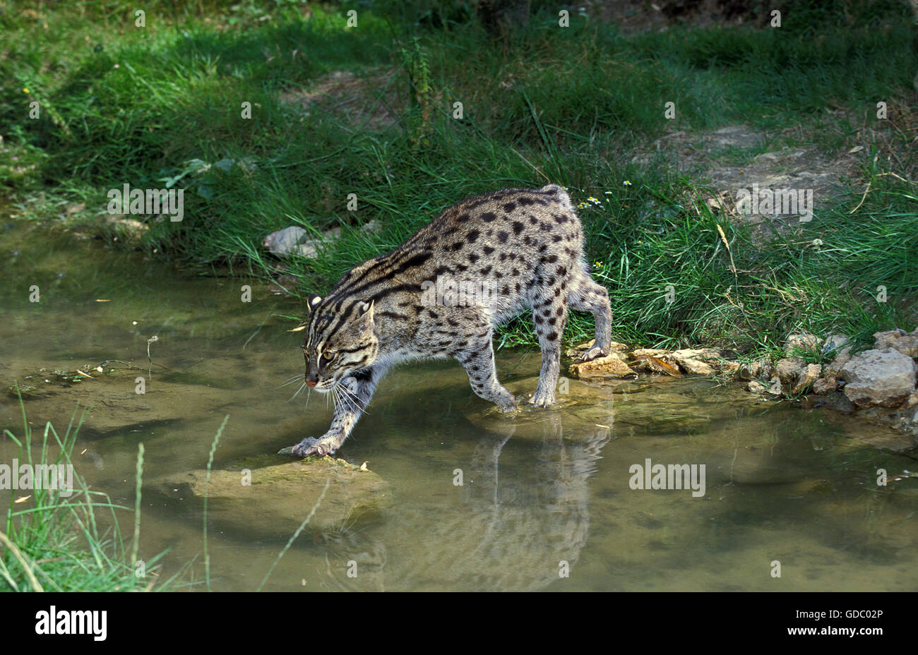 La pesca Cat, prionailurus viverrinus, adulti di attraversamento di acqua Foto Stock