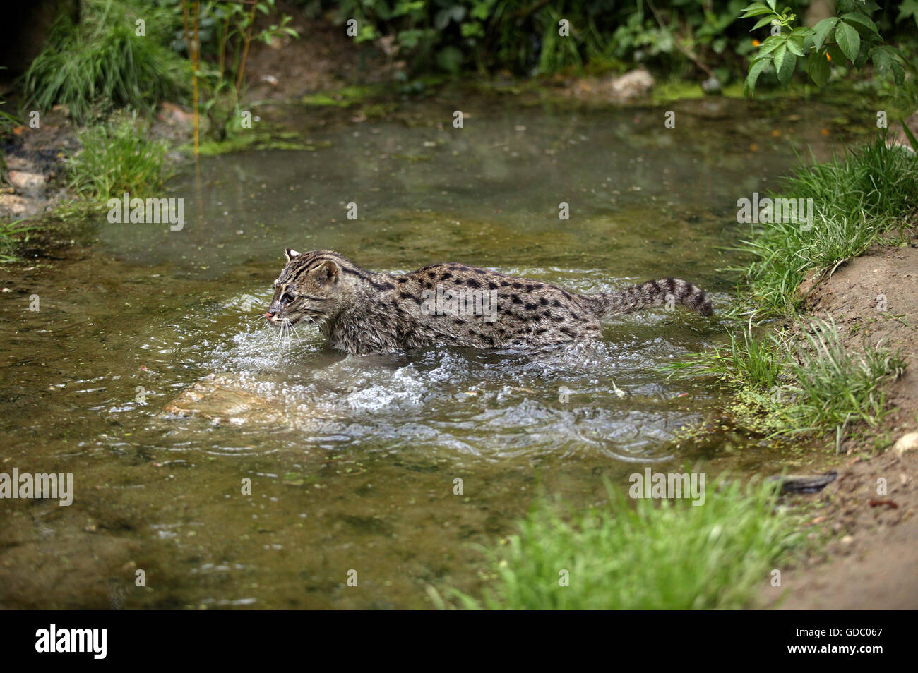 La pesca CAT prionailurus viverrinus, adulto in acqua Foto Stock