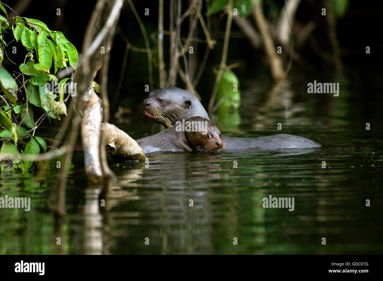 Lontra gigante Pteronura brasiliensis, femmina con giovani, MANU PARCO NAZIONALE IN PERÙ Foto Stock
