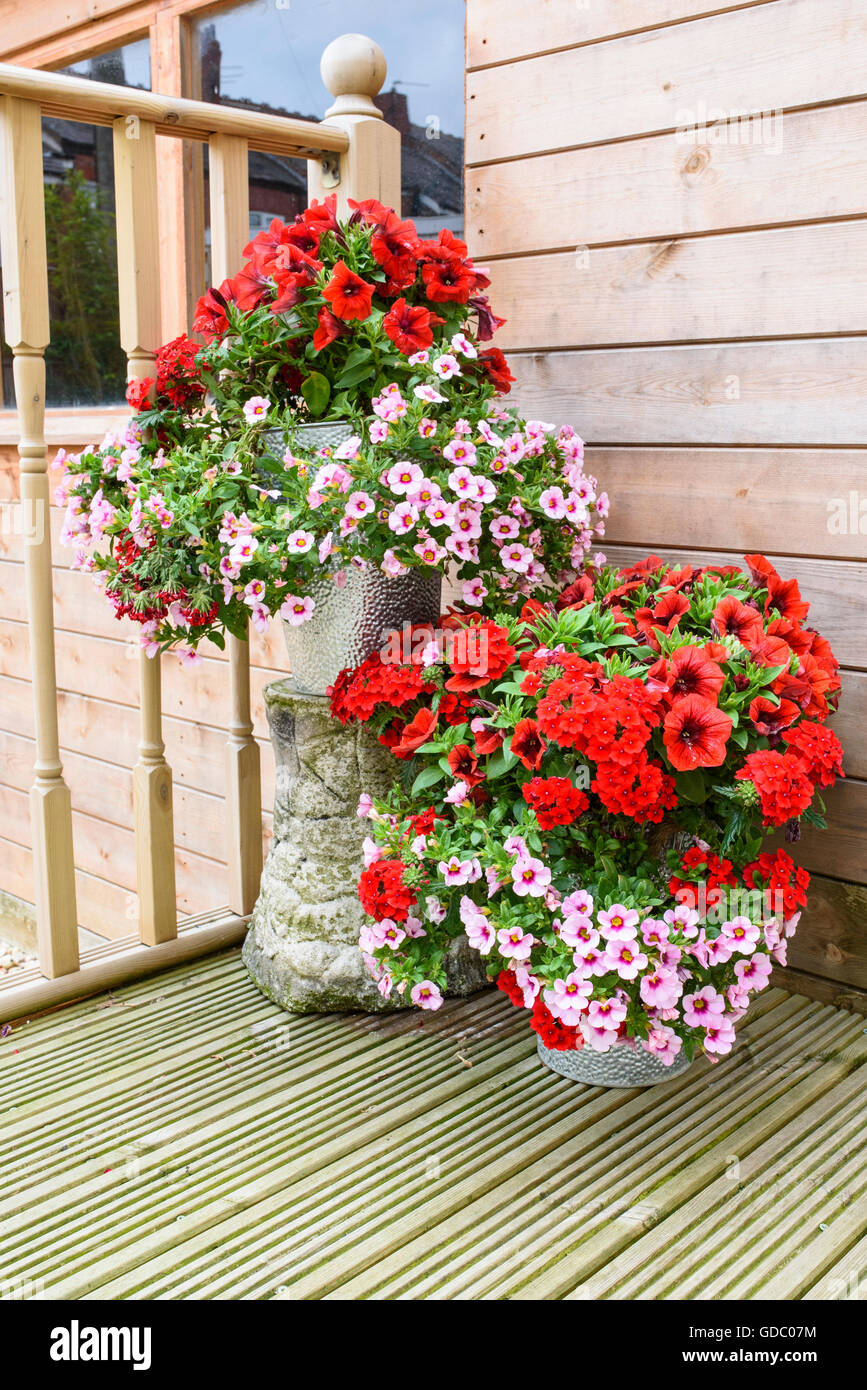 Due vasche di coloratissimi fiori da giardino in piedi sul decking Foto Stock