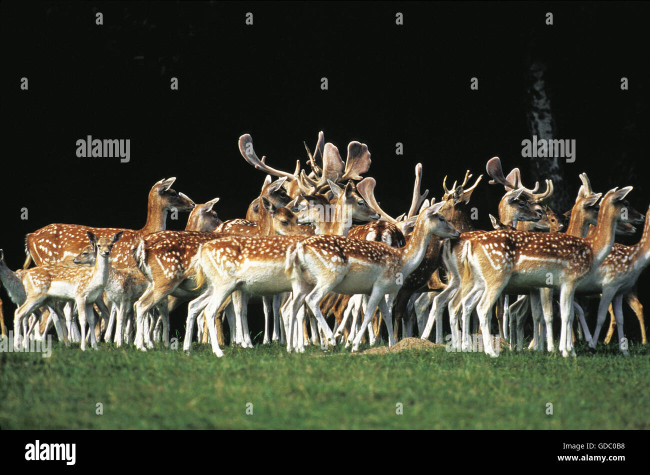 Daini, dama dama, allevamento con maschi e femmine di erba Foto Stock