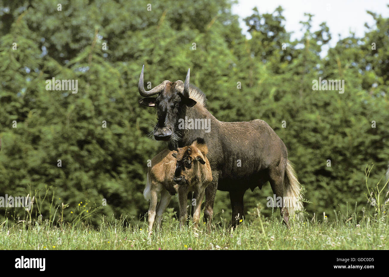 Blacke GNU, connochaetes gnou, femmina con vitello Foto Stock