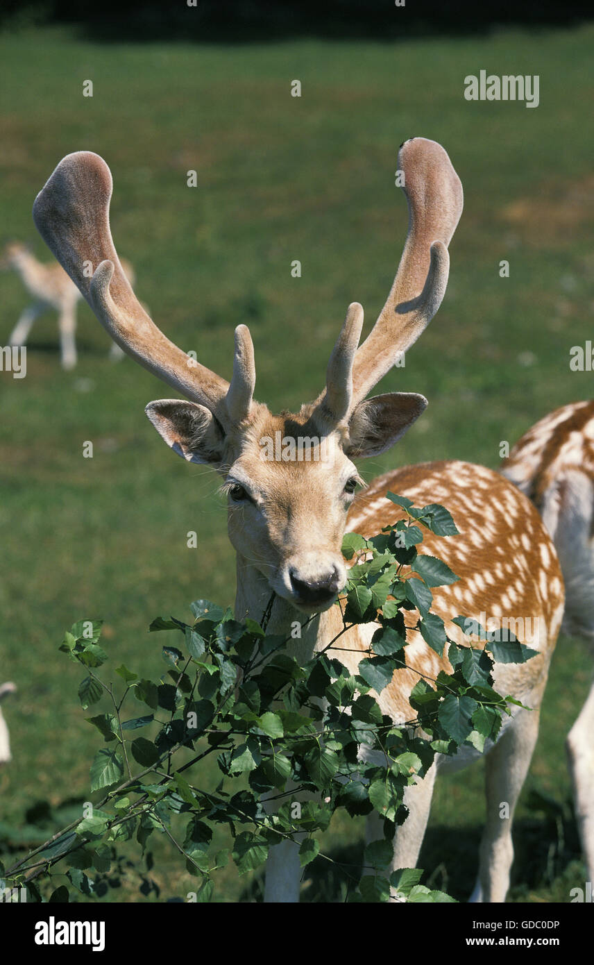 Daino dama dama, adulto mangiano foglie Foto Stock