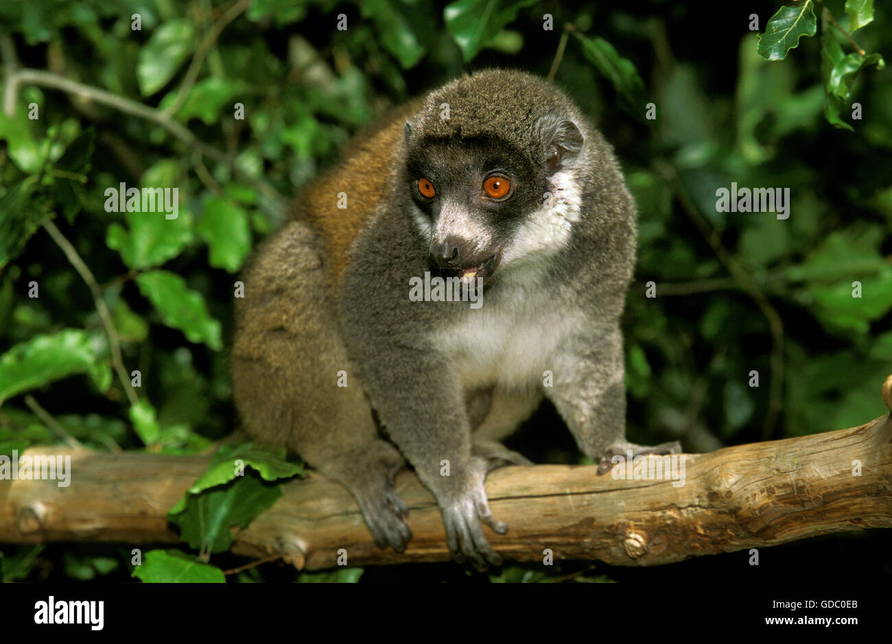 MONGOOSE LEMUR lemur mongoz, adulti sul ramo Foto Stock