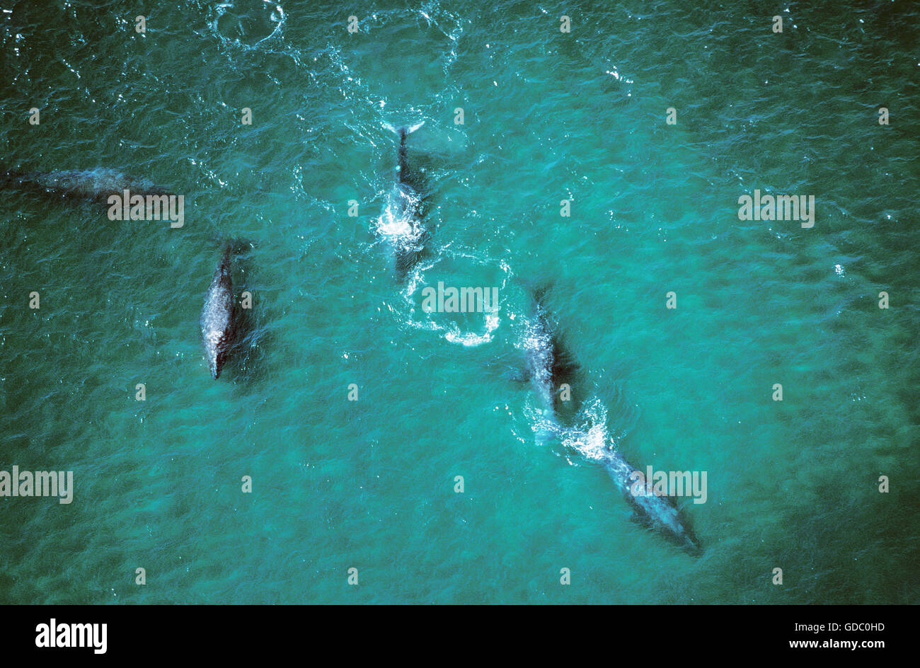 Balena Grigia o balena grigia, Eschrichtius robustus, gruppo, Vista Aerea, Baja California in Messico Foto Stock