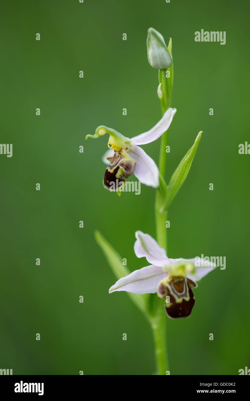 Ophrys apifera Foto Stock