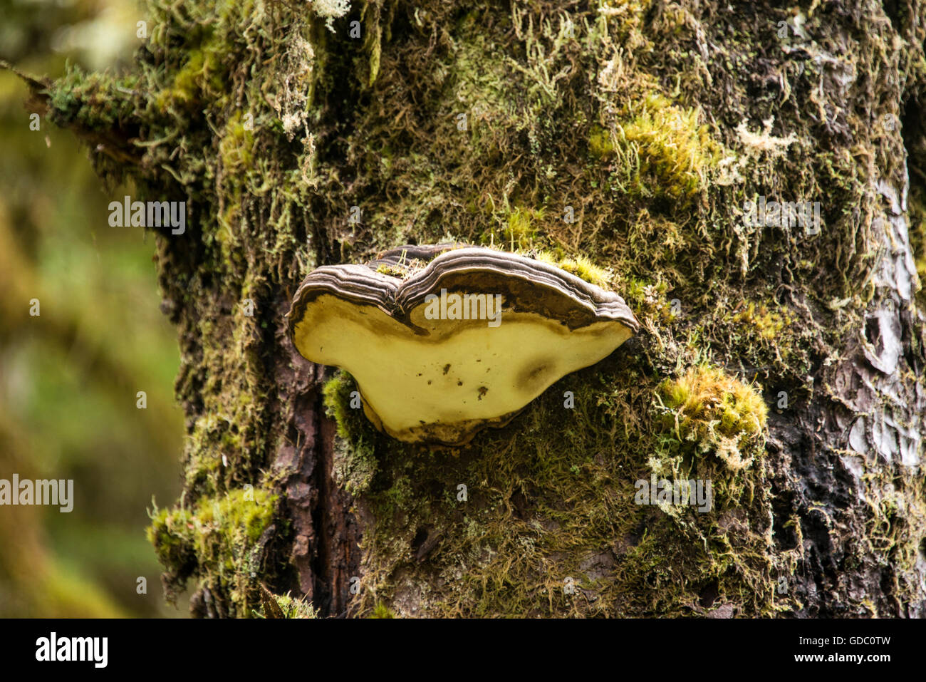 Ripiano fungo,staffa,fungo fungo,tree,Glacier Bay,Alaska,USA, Foto Stock