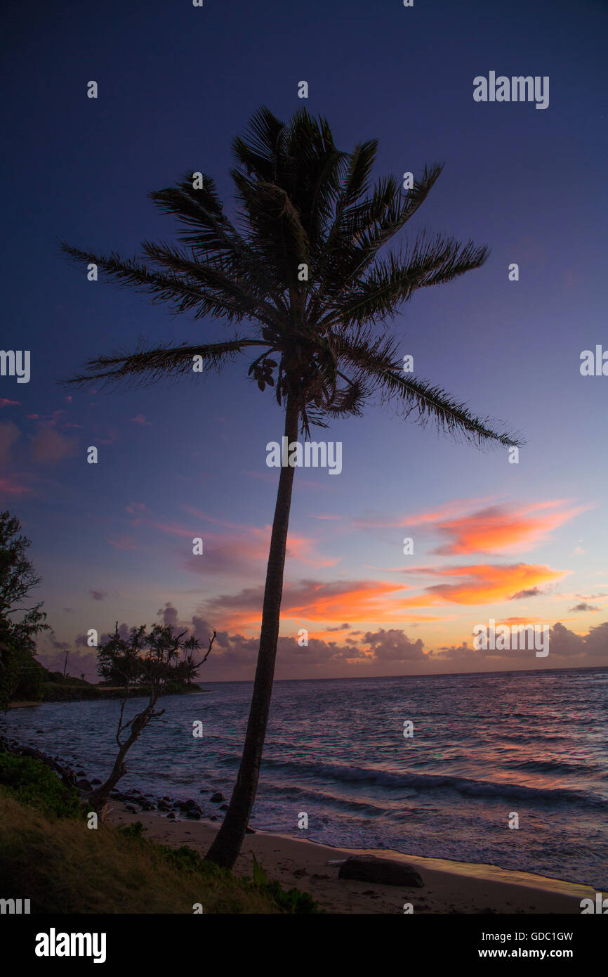 Molokai,costa,STATI UNITI D'AMERICA,Hawaii,l'America,l'alba,palm, Foto Stock