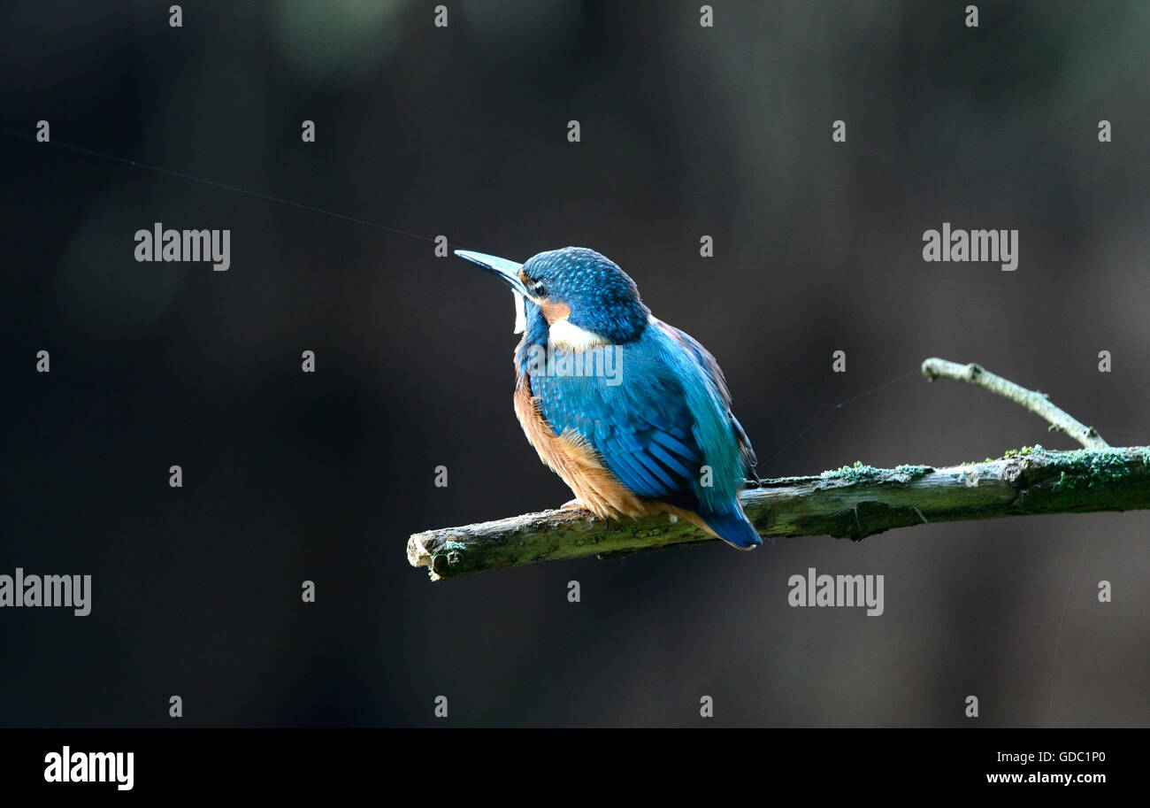 Kingfisher Foto Stock