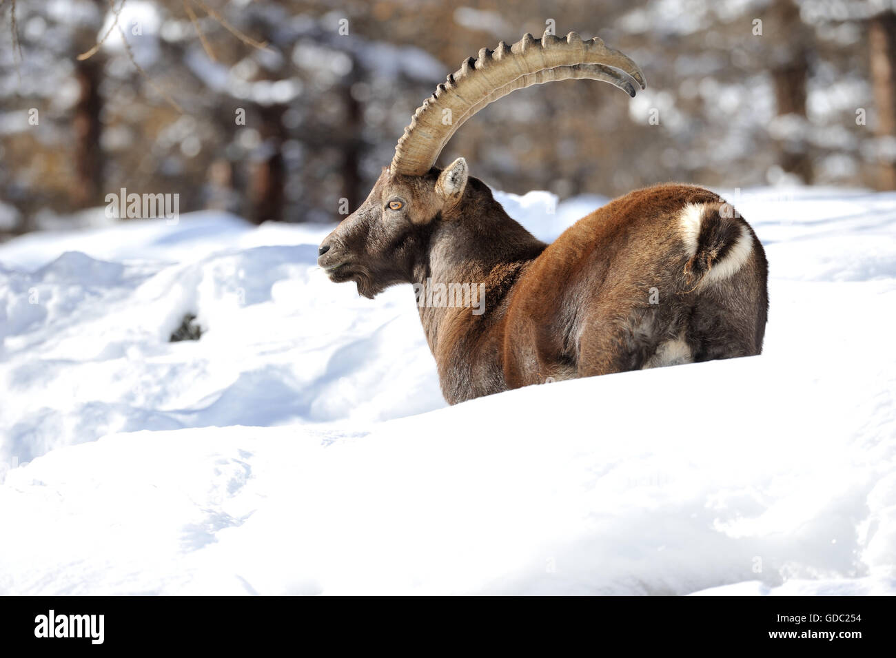 Capricorno,Ibex,in inverno Foto Stock