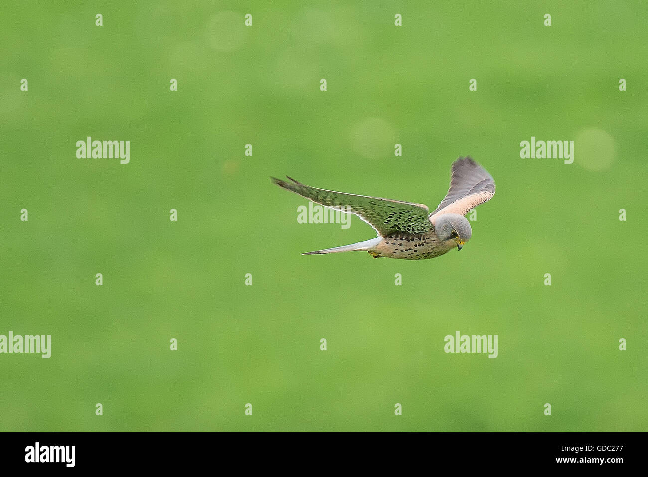 Falco tinnunculus,falcon Foto Stock