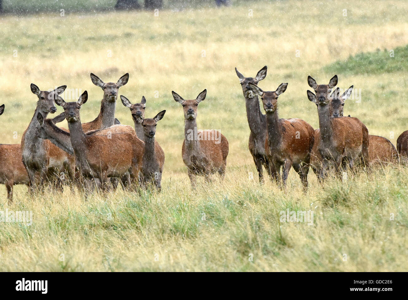 Red Deer,solchi stagione, Foto Stock