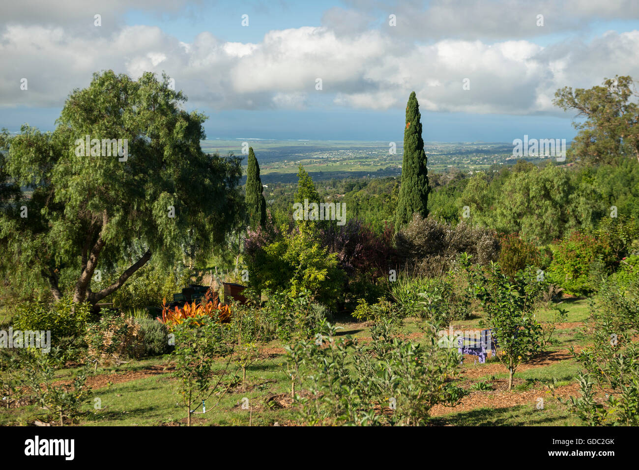 Stati Uniti d'America,Vereinigte Staaten,Amerika,,Hawaii Maui,High Road,Fattoria di Lavanda Foto Stock