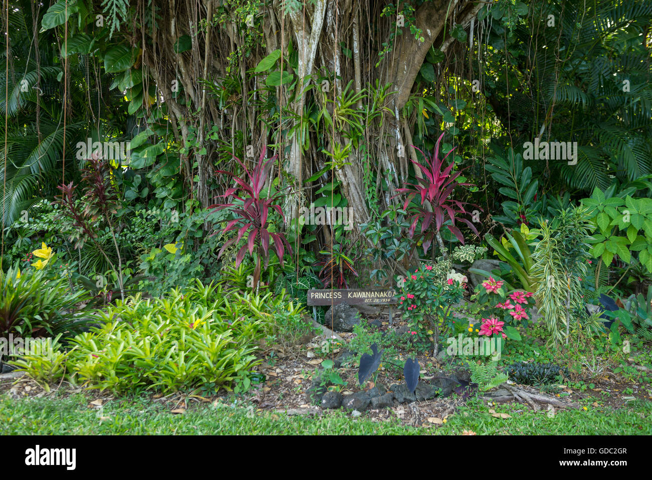 Stati Uniti d'America,Vereinigte Staaten,Amerika,Hawaii,Grande Isola,Puna District,Hilo,Banyan Drive Foto Stock