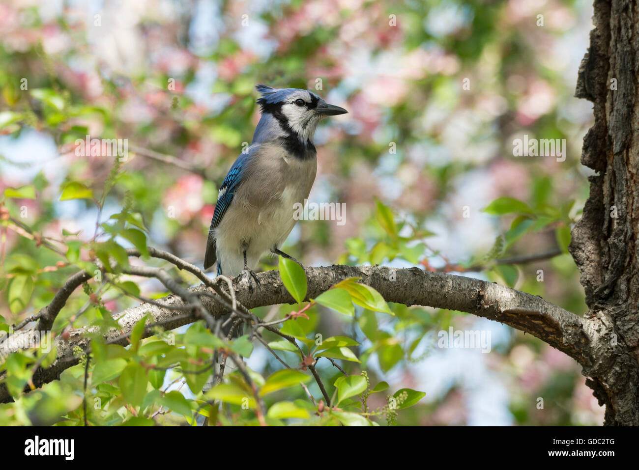 Stati Uniti d'America,Costa Orientale,New York,Midtown,Park Avenue,Blue Jay Foto Stock