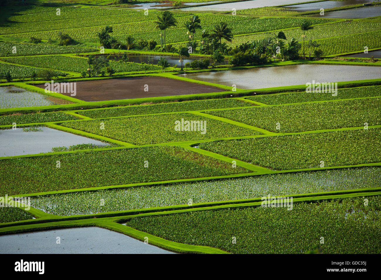 Kauai,l'agricoltura,Kauai,STATI UNITI D'AMERICA,Hawaii,l'America,campi, Foto Stock