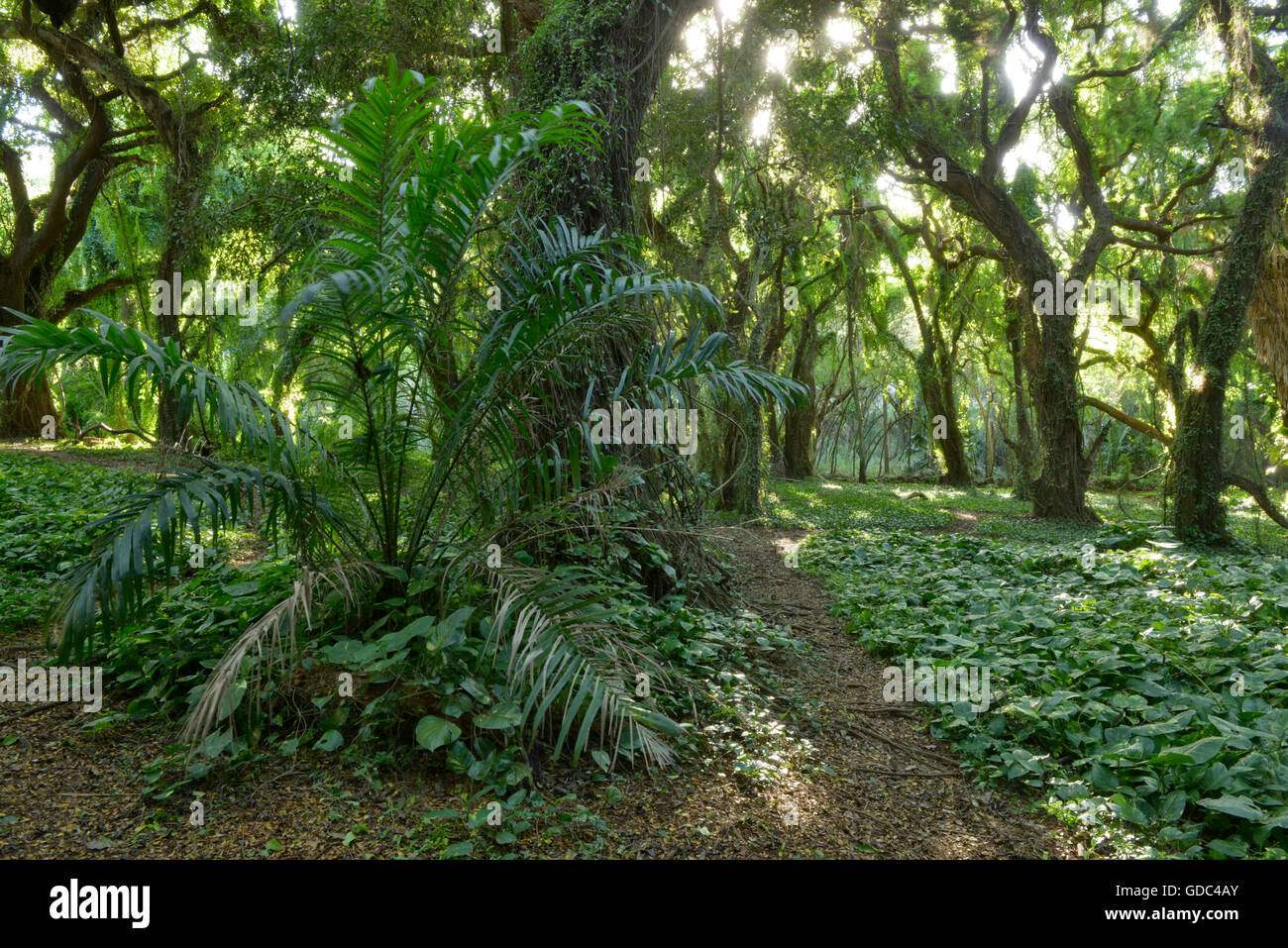 Stati Uniti d'America,Vereinigte Staaten,Amerika,Hawaii,,Maui Kaanapali,foresta vicino a Kapalua Foto Stock