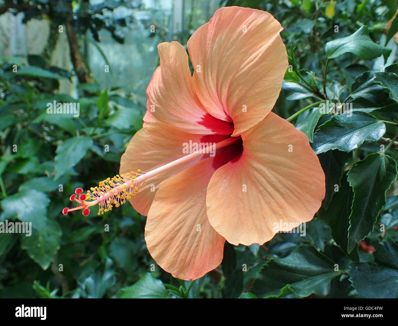 Fiore,hibiscus,arancione,verde, Foto Stock