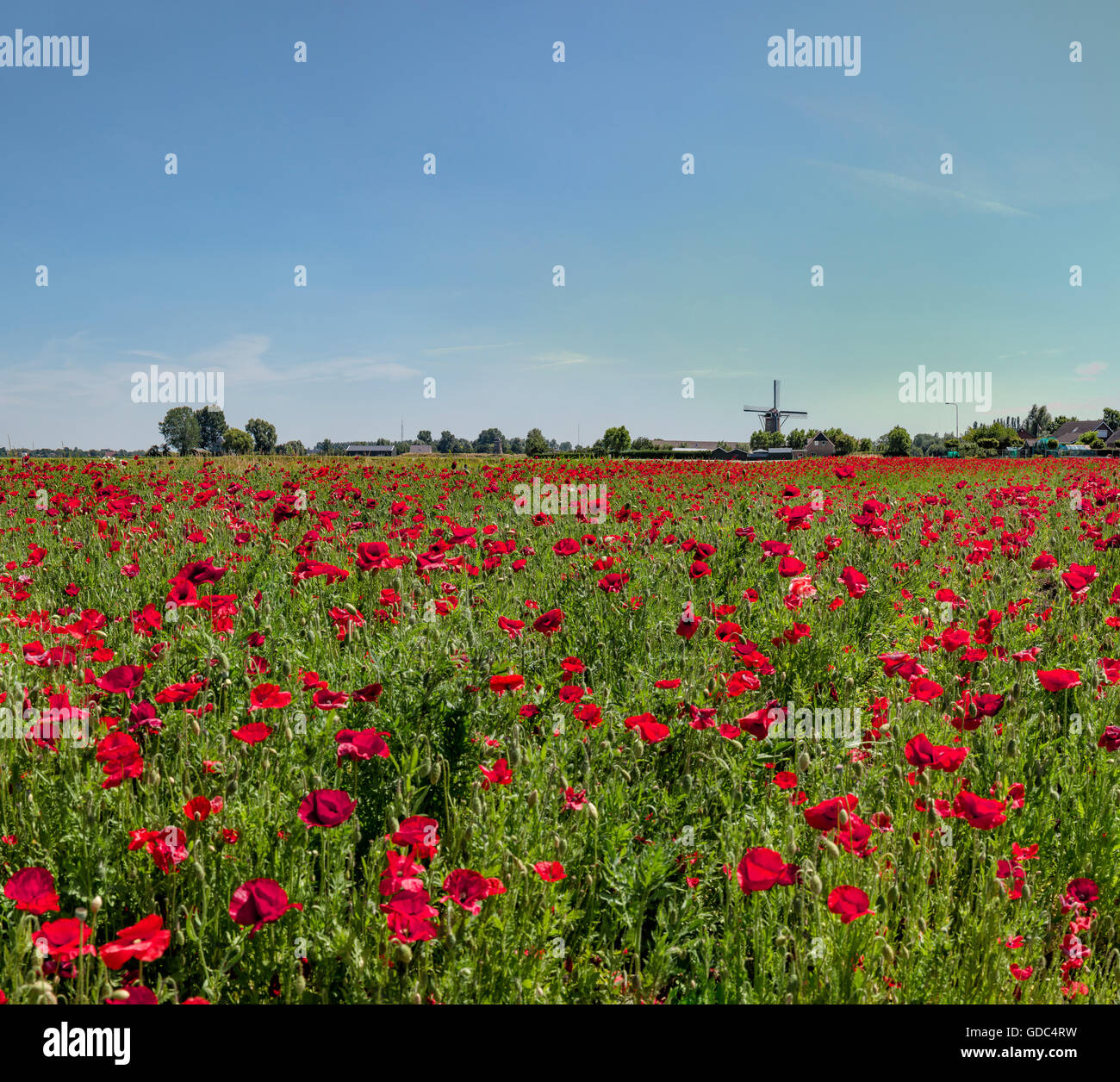 Sint-Maartensdijk,Zeeland,campo pieno di papaveri e il tower mill chiamato De Nijverheid Foto Stock