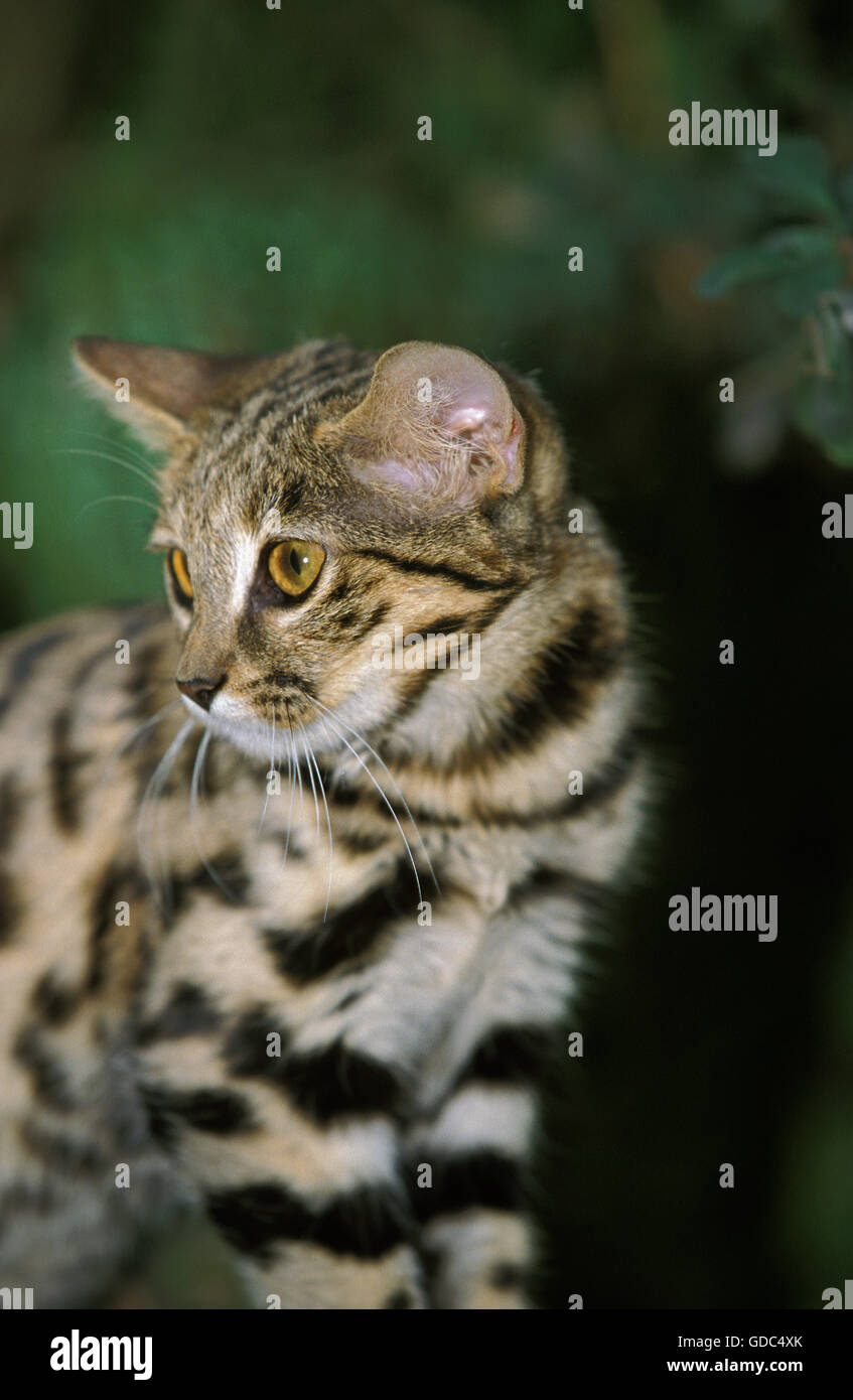 Black-Footed Cat, Felis nigripes, Adulti Foto Stock