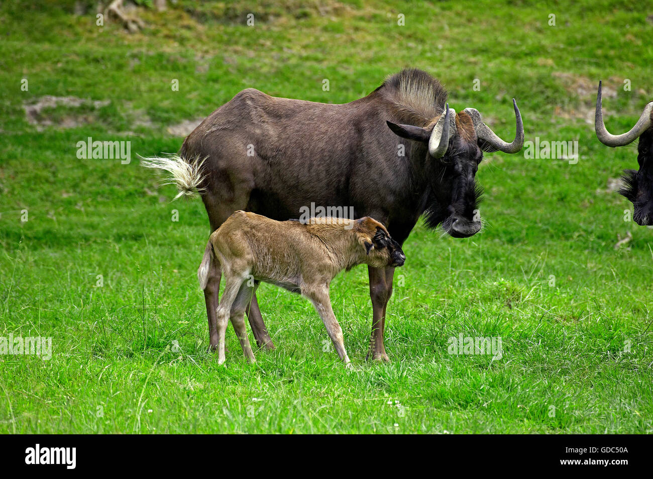 Nero GNU, connochaetes gnou, femmina con vitello sull'erba Foto Stock