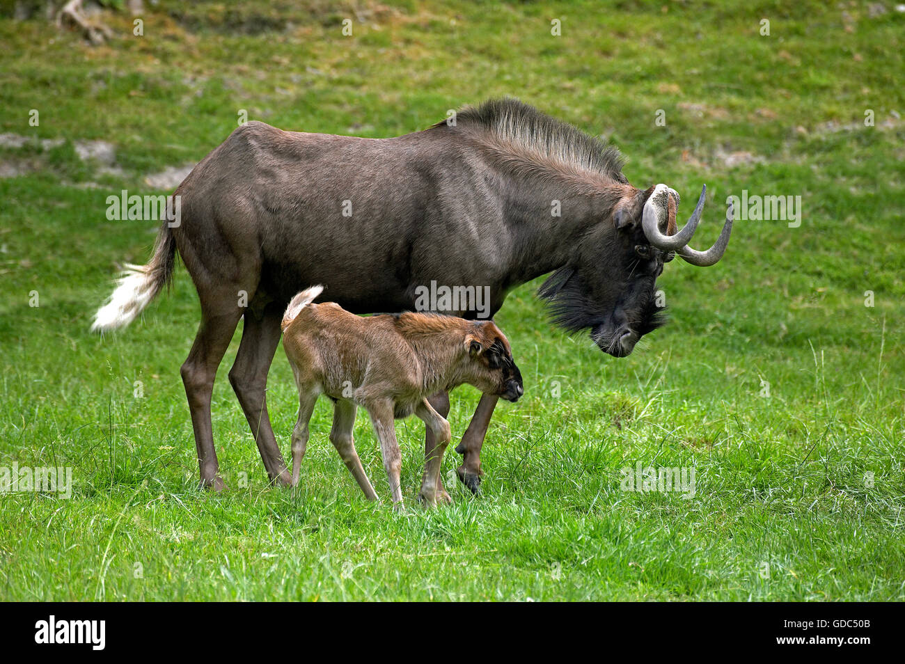 Nero GNU, connochaetes gnou, femmina con vitello sull'erba Foto Stock