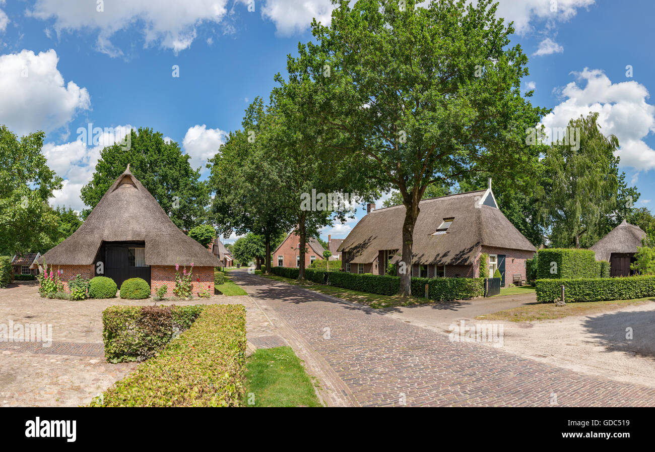 Norg,Drenthe, fattorie con il tetto di paglia Foto Stock