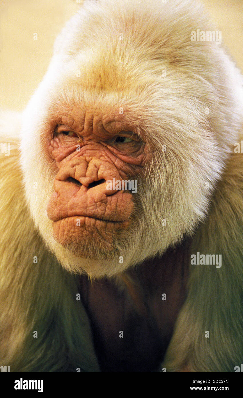 WHITE GORILLA gorilla gorilla IN ZOO DI BARCELLONA Foto Stock