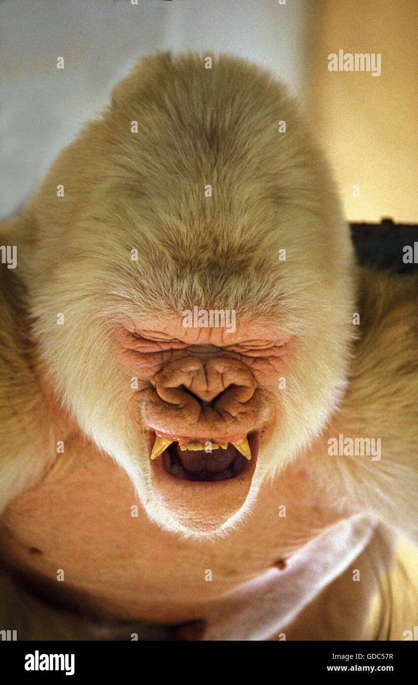 White Gorilla gorilla gorilla, maschio chiamato il simbolo del fiocco di neve o Copito de Nieve, allo Zoo di Barcellona Foto Stock